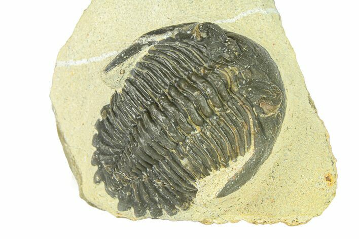 Bargain, Hollardops Trilobite Fossil - Ofaten, Morocco #287462